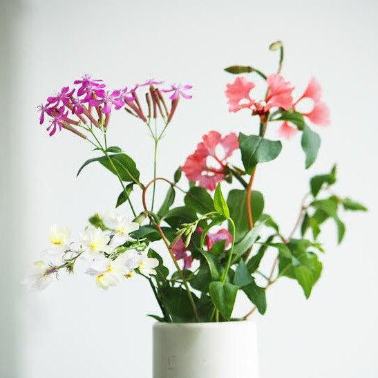 Niko Niko Throw & grow confetti! A little boy!